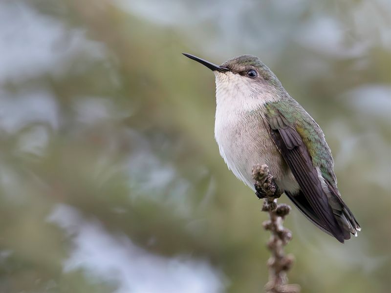 Vervain Hummingbird