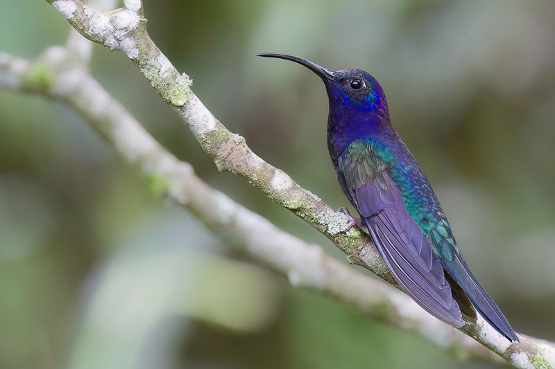 Violet Sabrewing