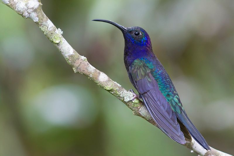 Violet Sabrewing