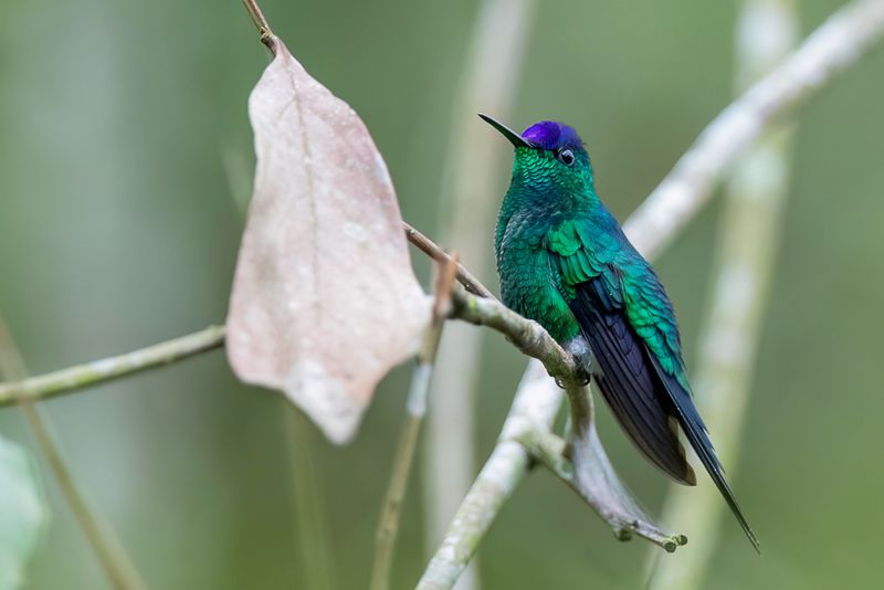 Violet-capped Woodnymph