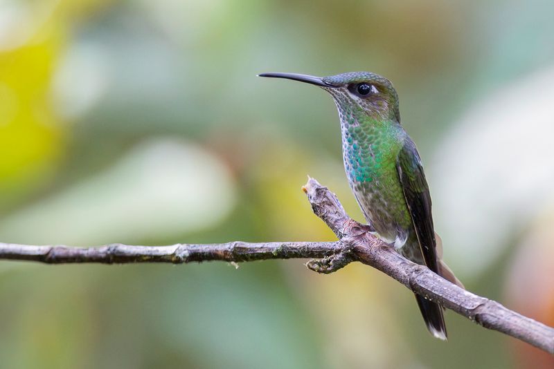 Violet-fronted Brilliant (f)