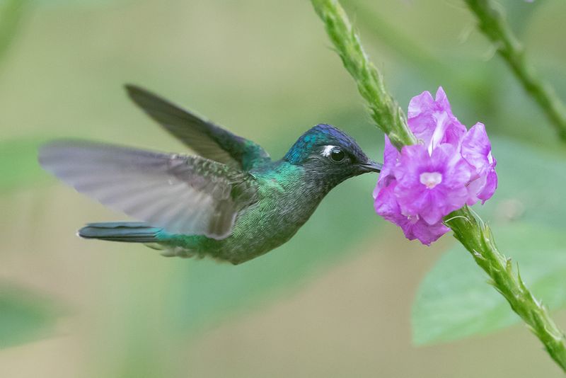 Violet-headed Hummingbird (f)