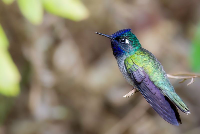 Violet-headed Hummingbird (m)