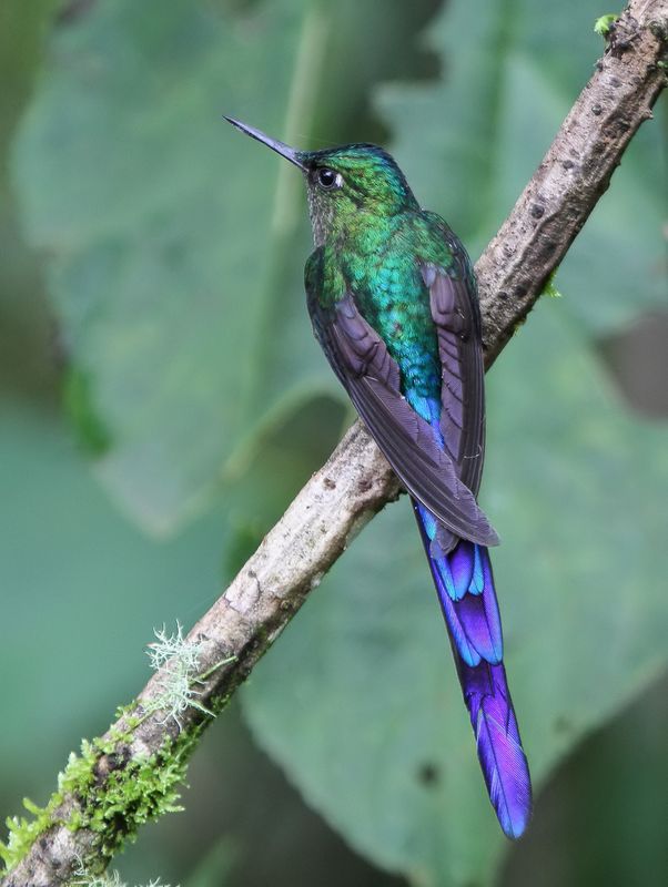Violet-tailed Sylph (m)