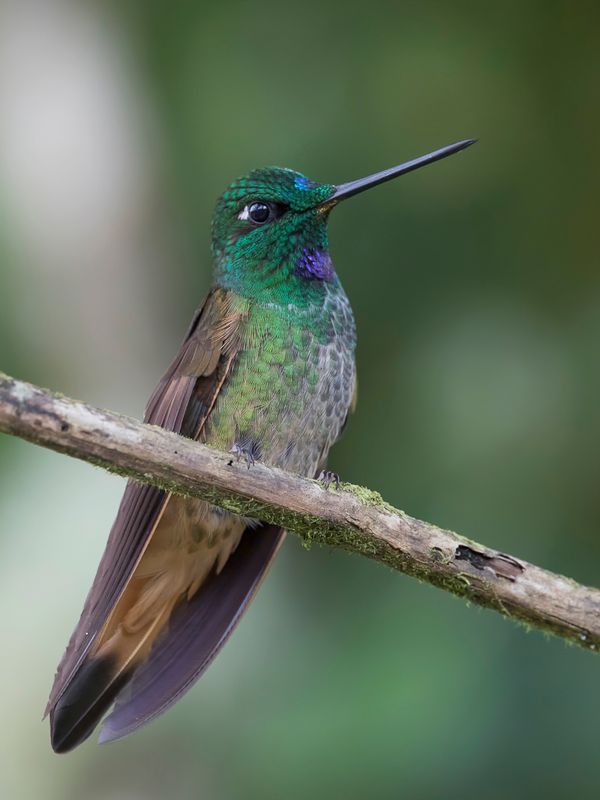 Violet-throated Starfrontlet (m)