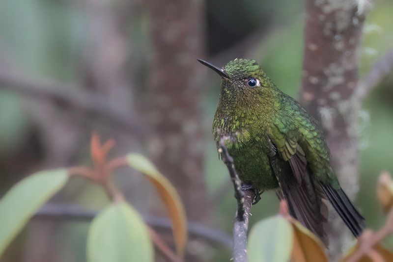 Viridian Metaltail
