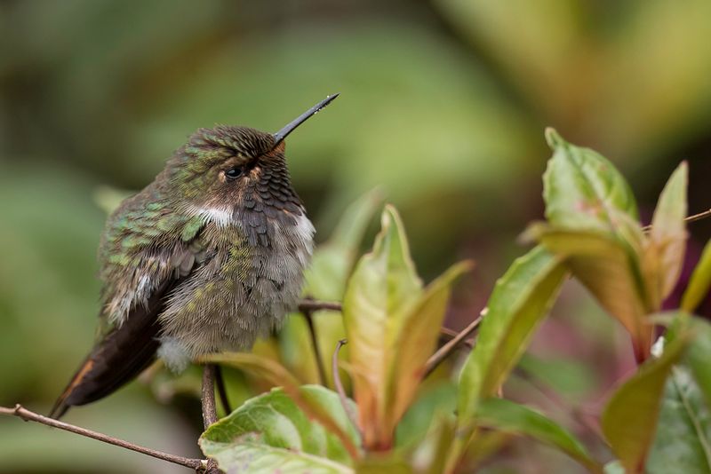 Volcano Hummingbird (m)