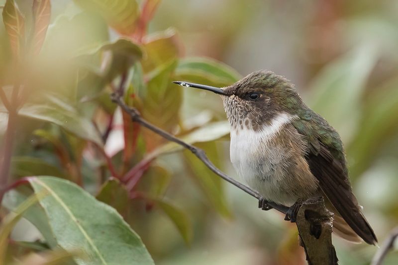 Volcano Hummingbird (f)