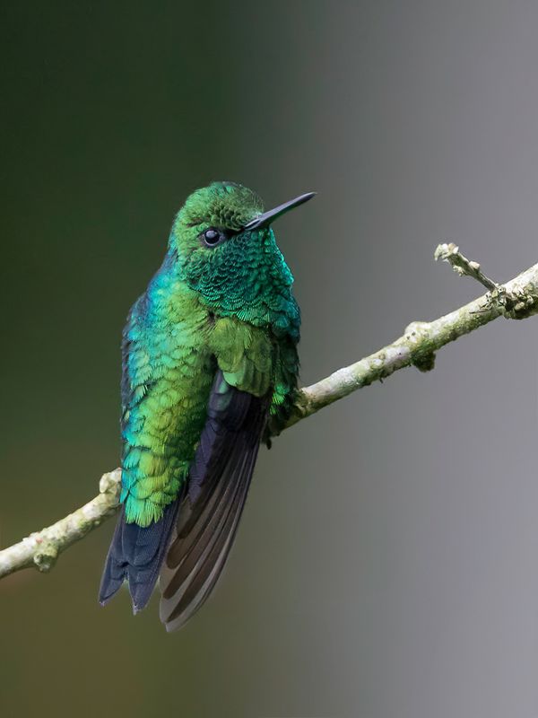 Western Emerald