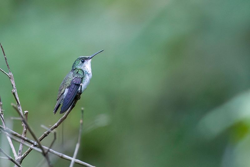 White-bellied Emerald