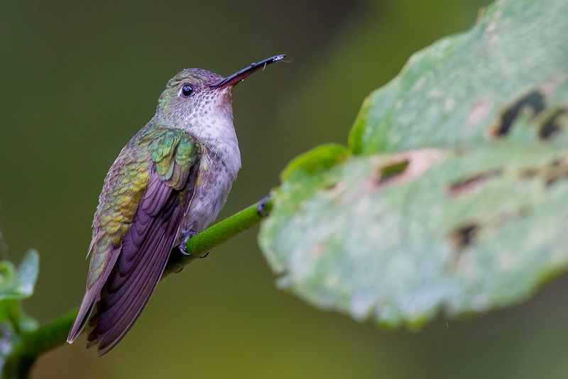 White-bellied Hummingbird