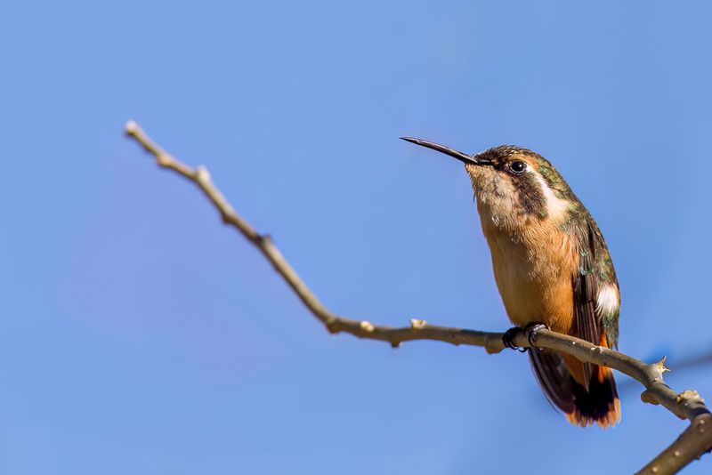 White-bellied Woodstar (f)