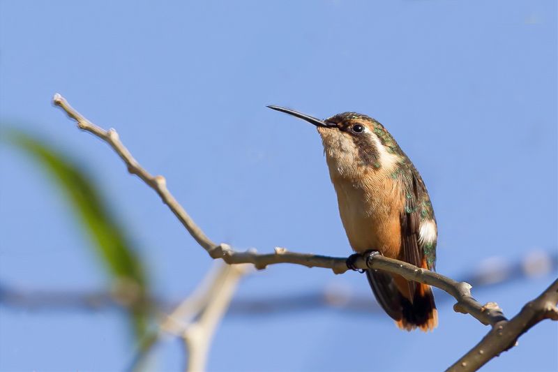 White-bellied Woodstar (f)