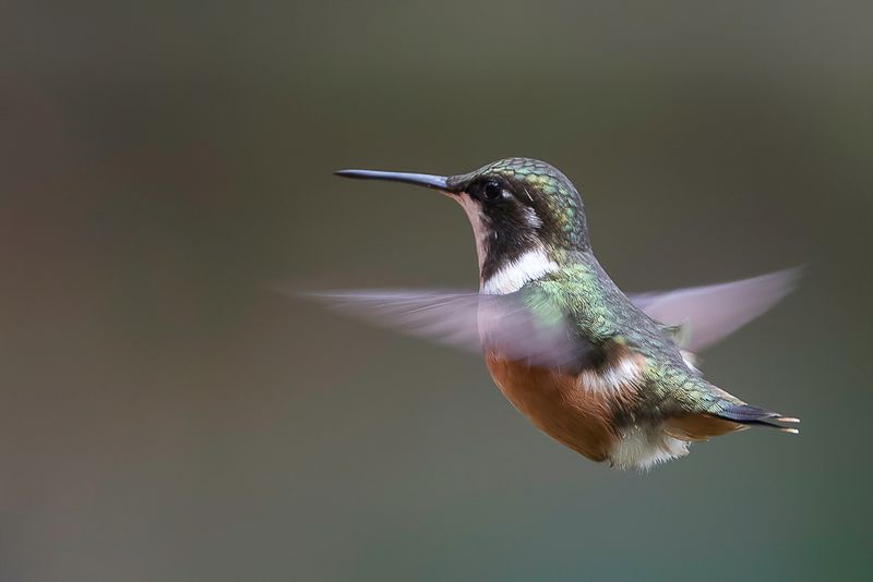White-bellied Woodstar (f)