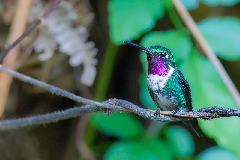 White-bellied Woodstar (m)