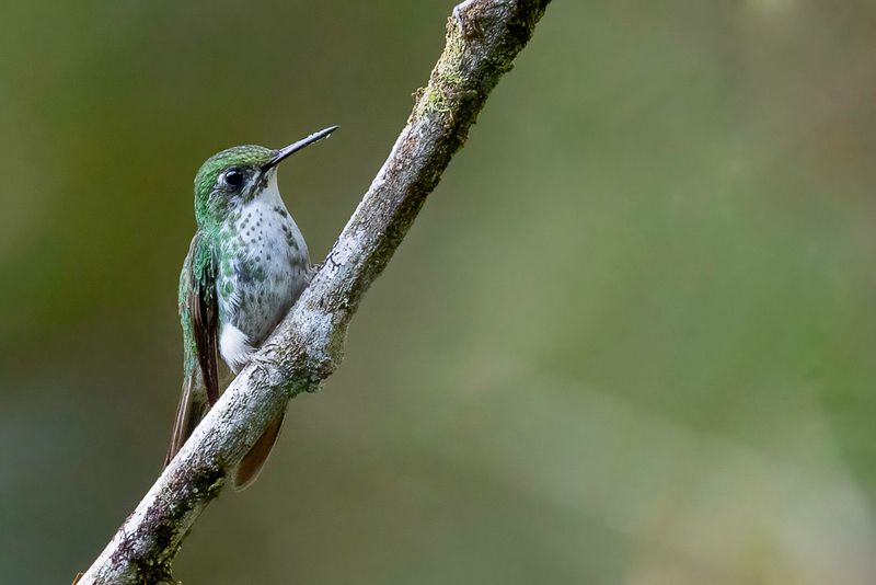 White-booted Racket-tail (f)