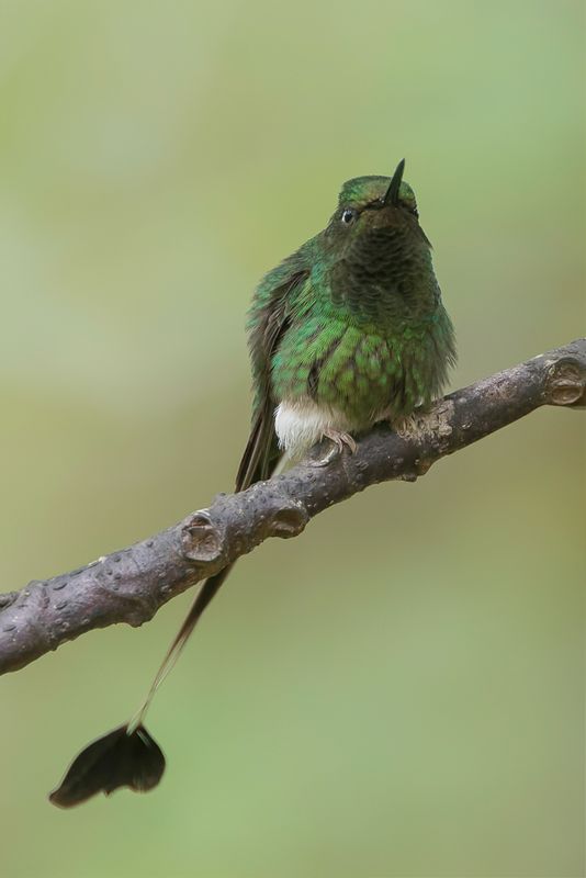 White-booted Racket-tail (m)