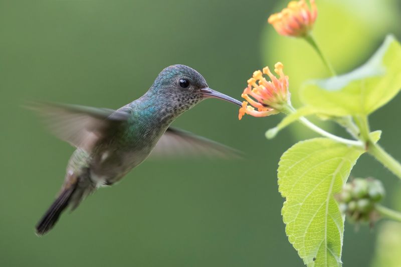 White-chinned Sapphire (f)