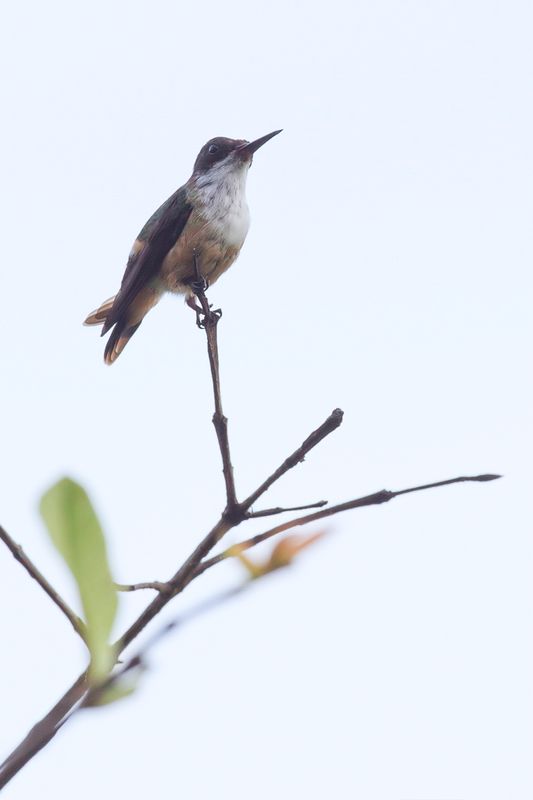White-crested Coquette (f)
