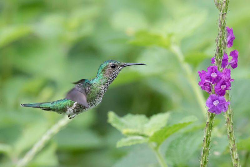 White-necked Jacobin (f)