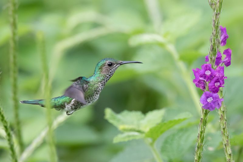 White-necked Jacobin (f)