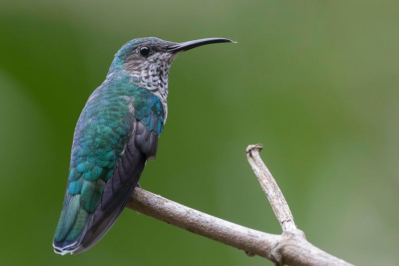 White-necked Jacobin (f)