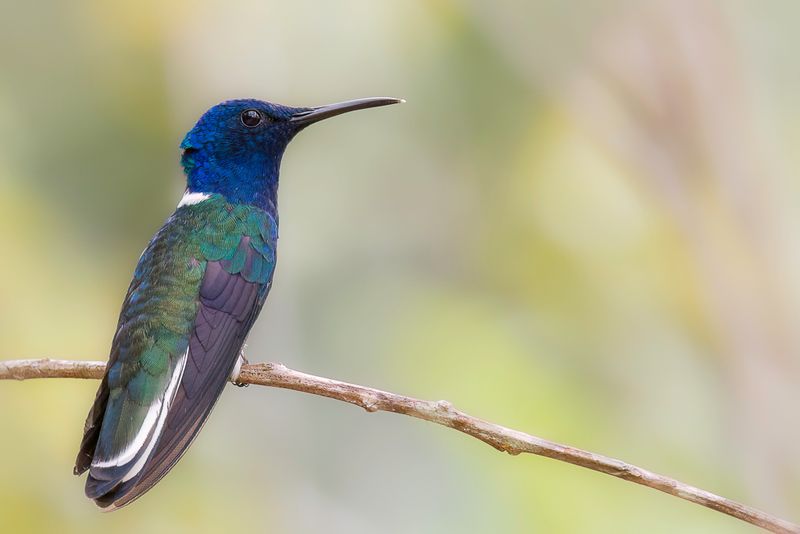 White-necked Jacobin (m)