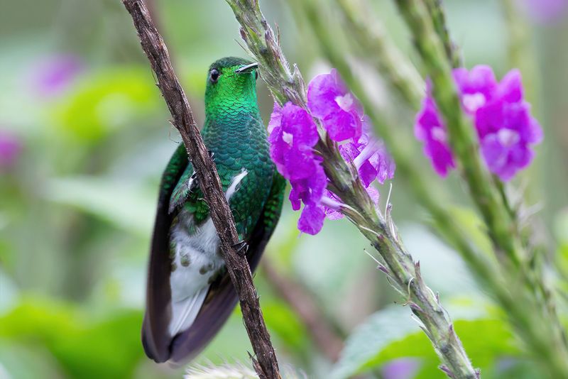 White-tailed Emerald (m)