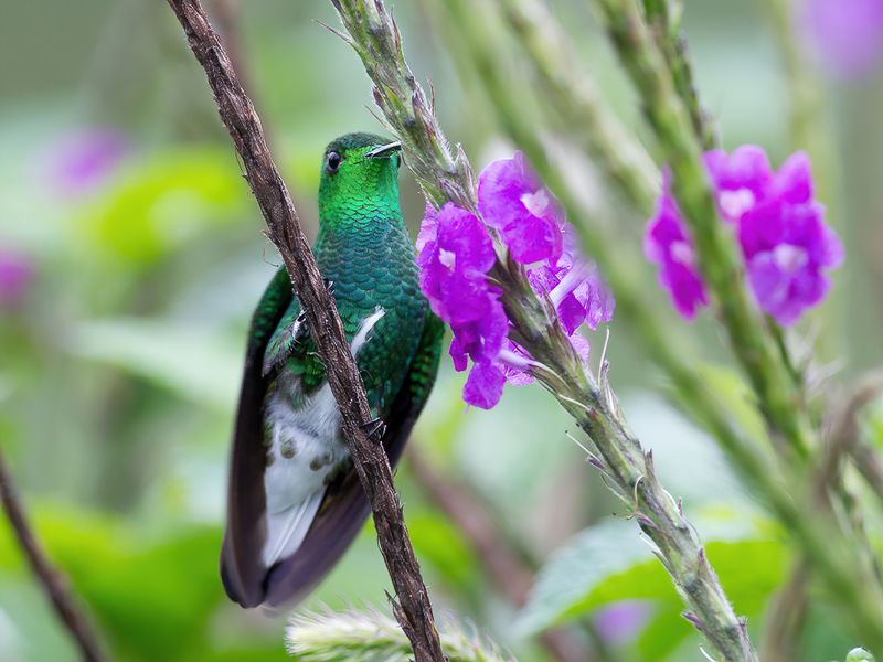 White-tailed Emerald (m)