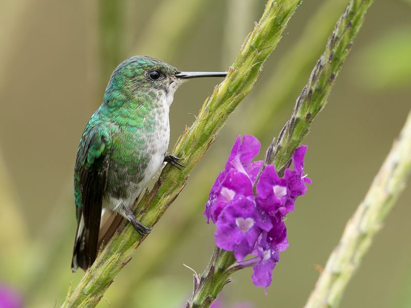 White-tailed Emerald (f)