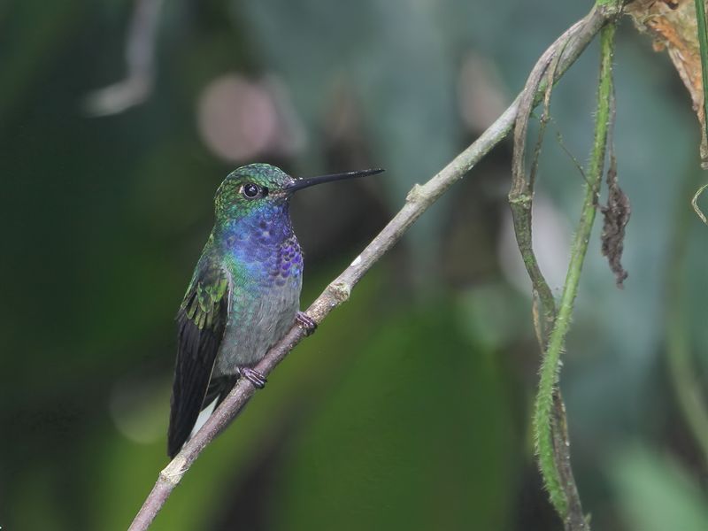 White-tailed Hillstar