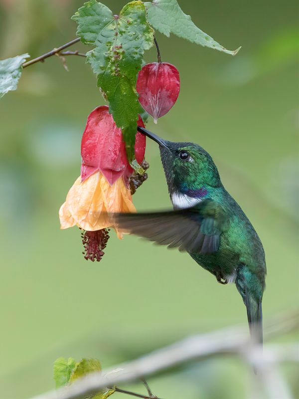 White-throated Daggerbill