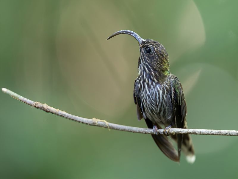 White-tipped Sicklebill