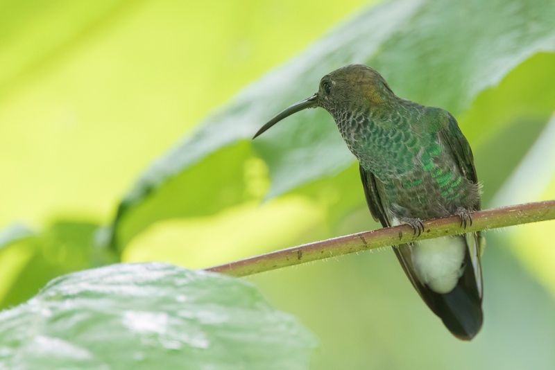 White-vented Plumeleteer (m)