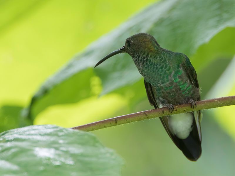 White-vented Plumeleteer (m)