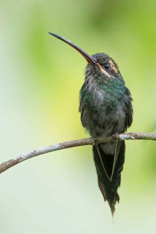 White-whiskered Hermit