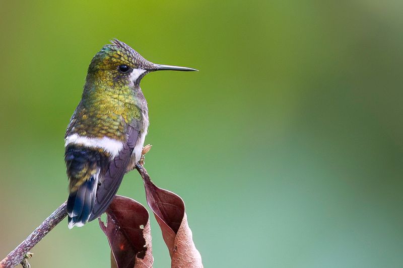 Wire-crested Thorntail (f)