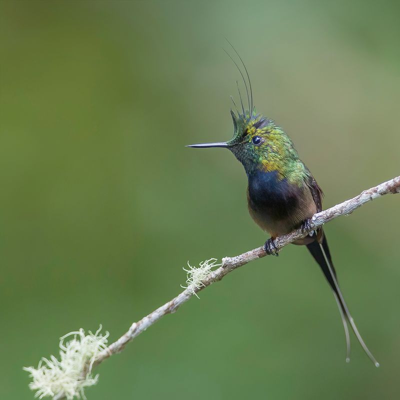 Wire-crested Thorntail (m)