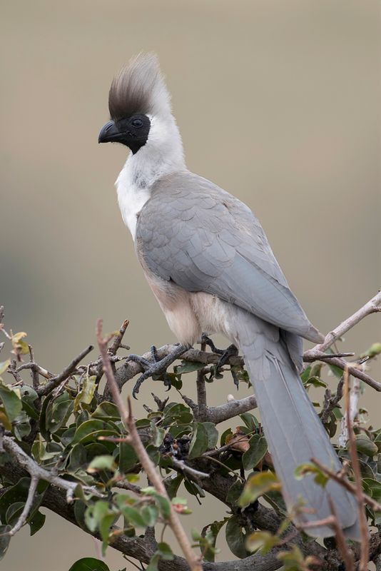 Bare-faced Go-away-bird