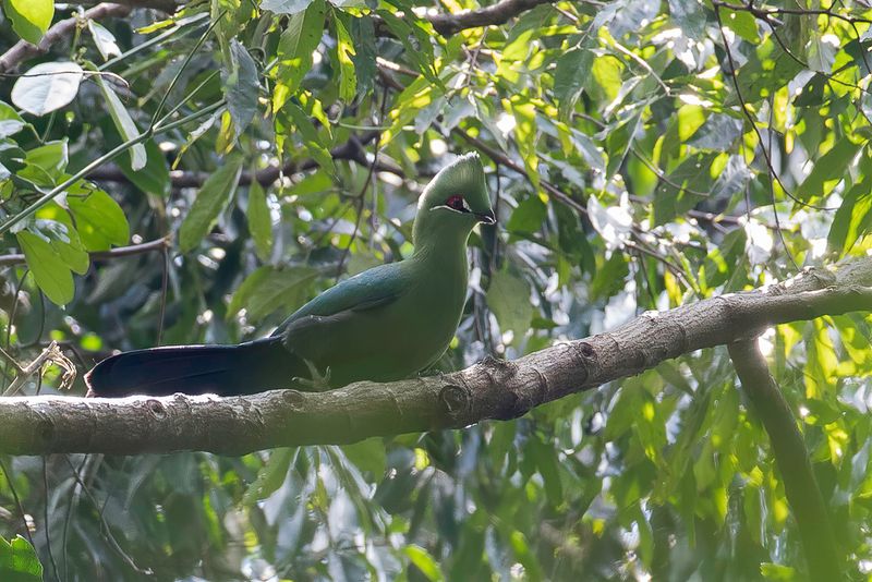 Black-billed Turaco