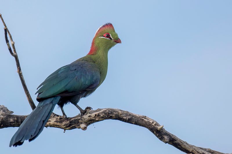 Fischer's Turaco