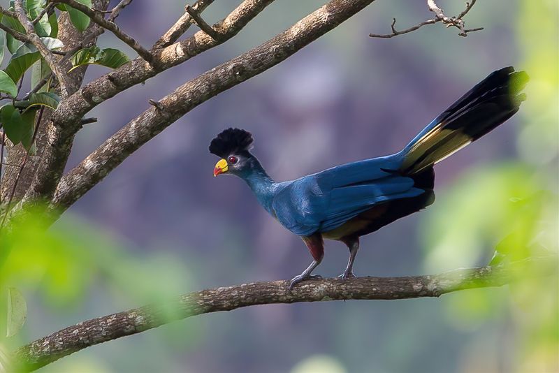 Great Blue Turaco