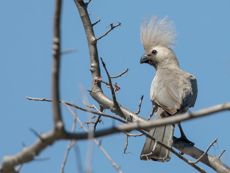 Grey Go-away-bird