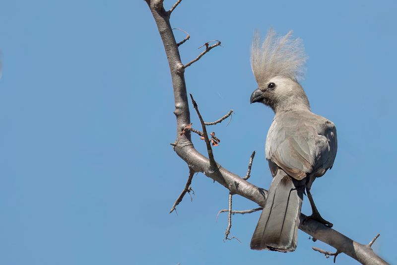 Grey Go-away-bird