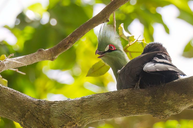 Guinea Turaco