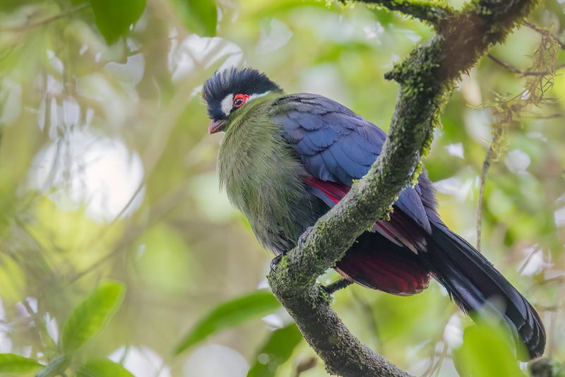 Hartlaub's Turaco