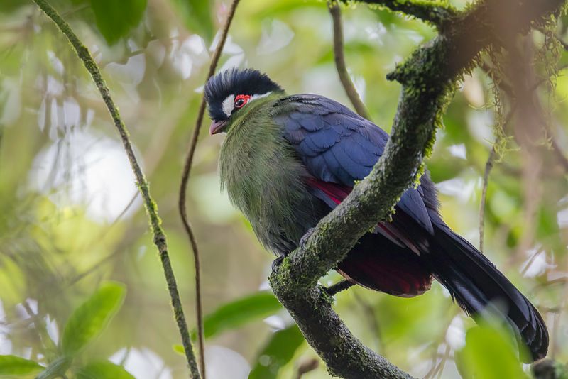 Hartlaub's Turaco