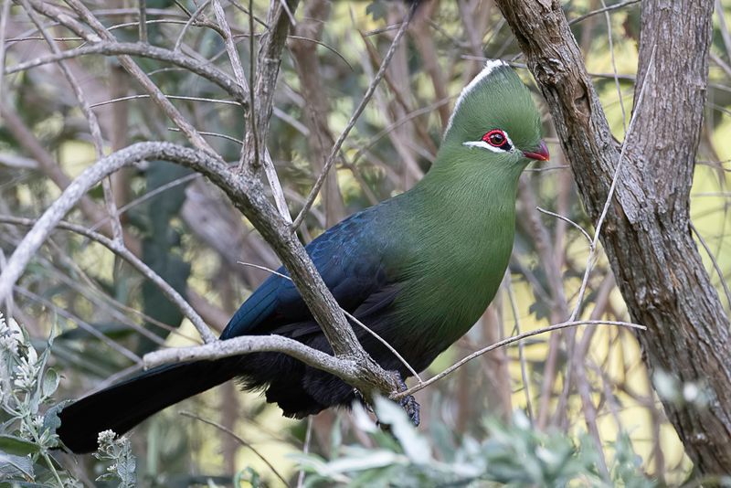 Knysna Turaco