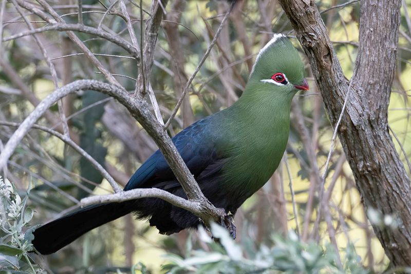 Knysna Turaco