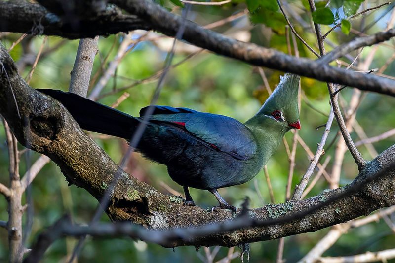 Livingstone's Turaco